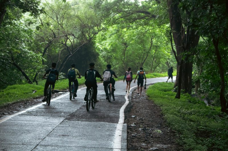 A group of cyclists riding together down a tree-lined road.