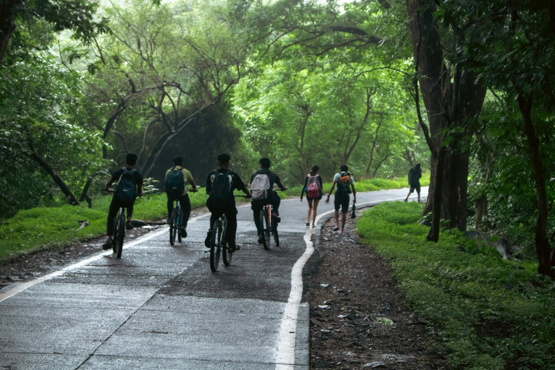 A group of cyclists riding together down a tree-lined road.